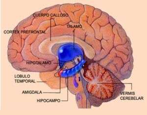 circuito limbico