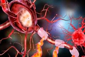 Neuroni e sinapsi