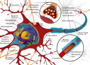 Struttura neurone